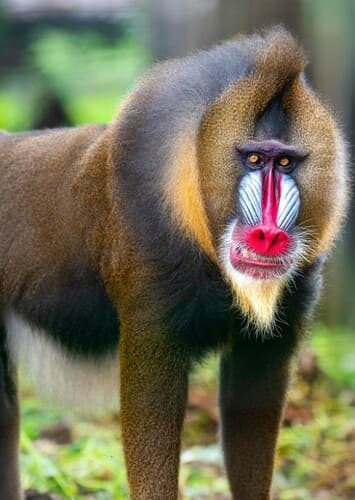 Mandrill