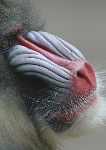 Mandrill
