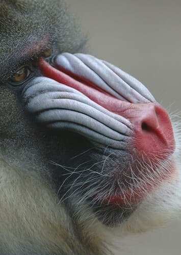 Mandrill