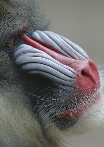 Mandrill