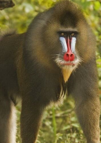 Mandrill