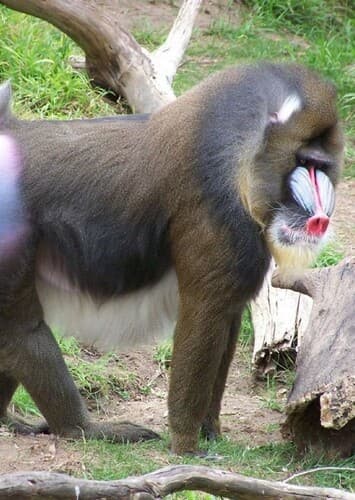 Mandrill