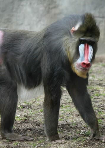 Mandrill
