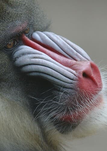 Mandrill