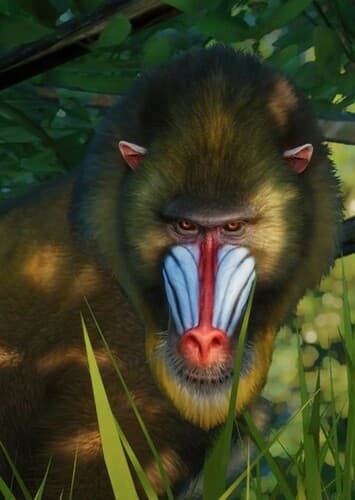 Mandrill