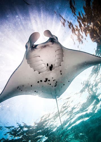 Manta Ray