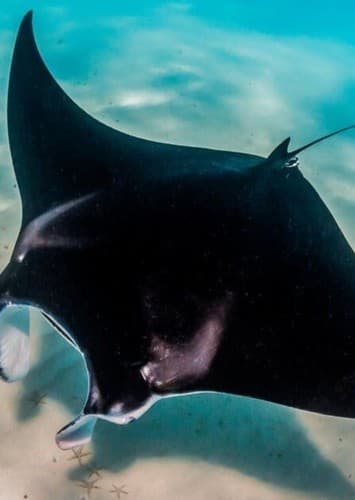 Manta Ray