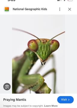 Mantis