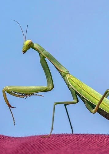 Mantis