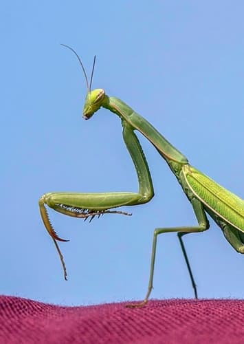 Mantis (Generic)
