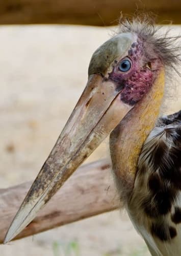 Marabou Stork