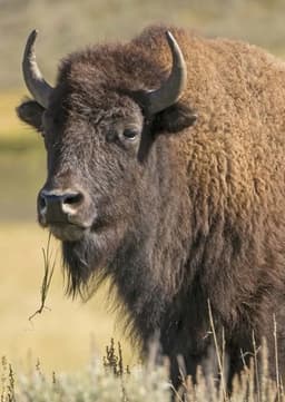 Mark the Bison