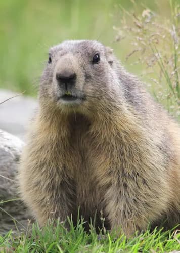 Marmot