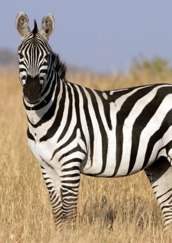 Zebra