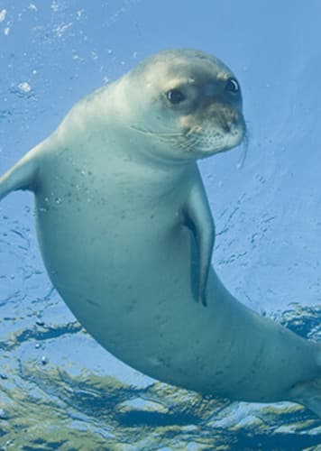 Mediterranean Monk Seal