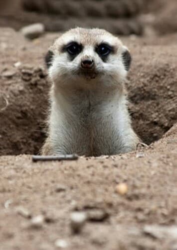 Meerkat