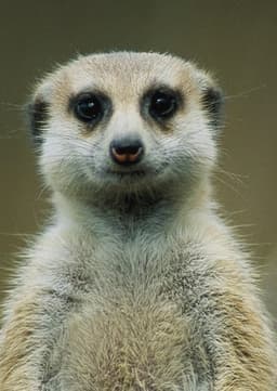 Meerkat