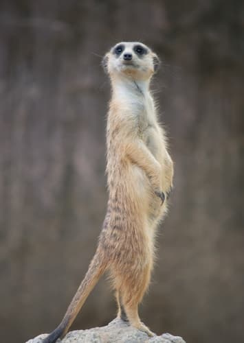 Meerkat