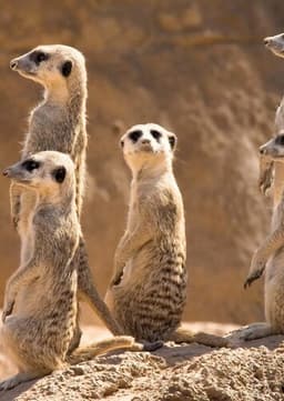 Meerkat