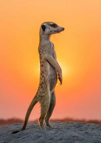 Meerkat