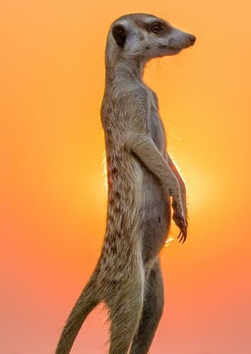 Meerkat