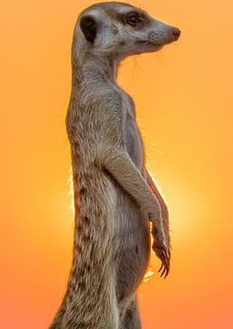 Meerkat