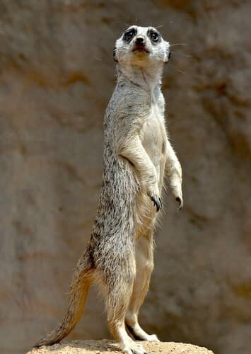 Meerkat