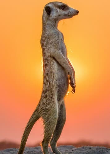 Meerkat