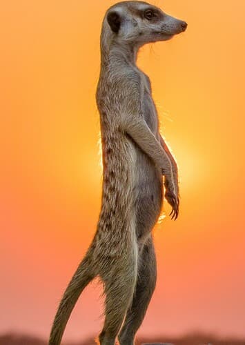 Meerkat
