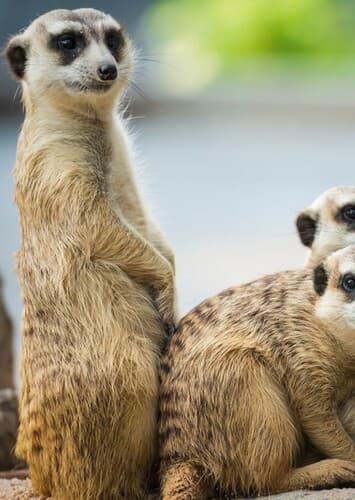 Meerkat