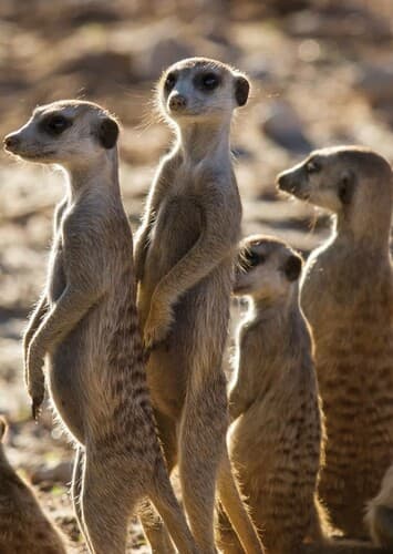 Meerkat
