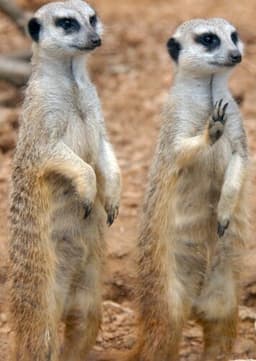 Meerkat