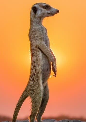 Meerkat