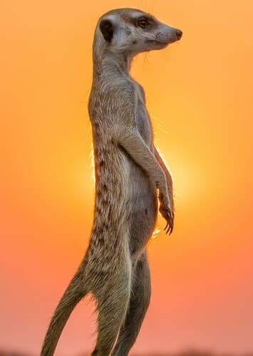 Meerkat