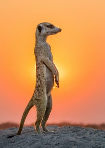 Meerkat