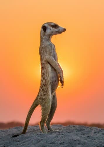 Meerkat