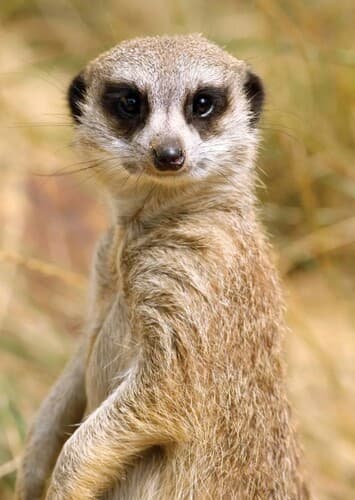 Meerkat