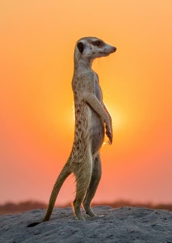 Meerkat