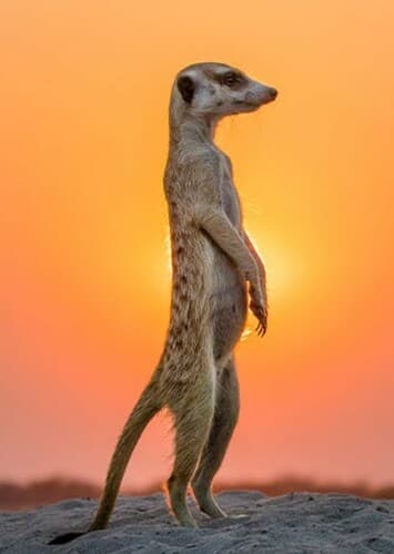 Meerkat