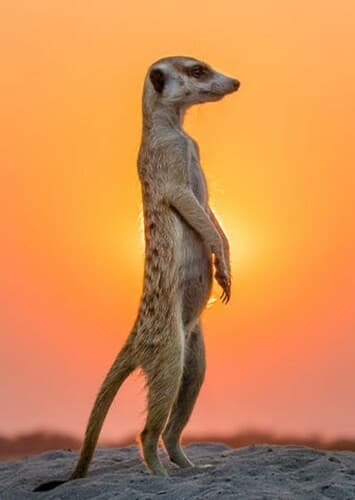 Meerkat