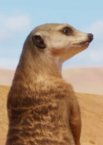 Meerkat