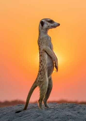 Meerkat