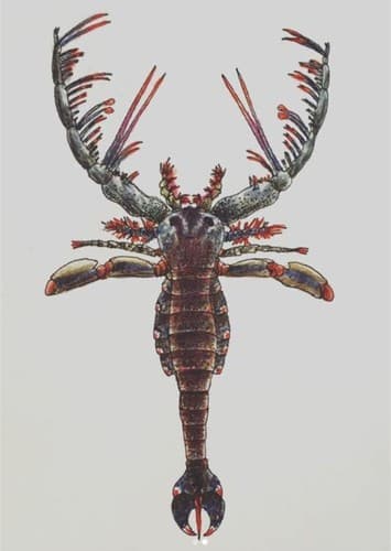 Megalograptus