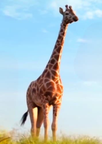 Melman