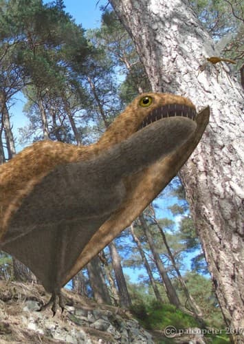 Mesadactylus