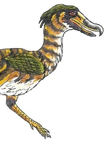 Mesembriornis