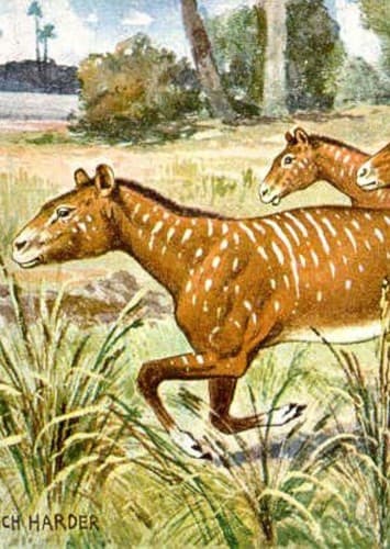 Mesohippus