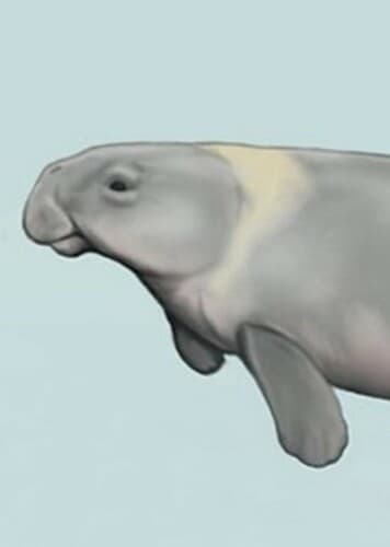 Metaxytherium