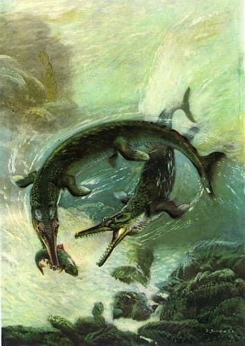 Metriorhynchus