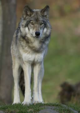 Mexican Gray Wolf